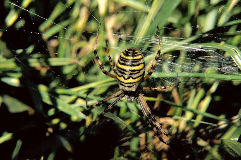 Argiope_bruennichi_P1105_Z_76_Les Gris_Frankrijk.jpg